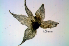 Cuscuta punana, calyx dissected