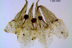 Cuscuta punana, corolla dissected