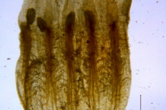 Cuscuta foetida var. pycnantha; corolla dissected