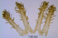 Cuscuta foetida var. pycnantha; scales