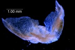 Cuscuta foetida var. pycnantha; bracts 3D