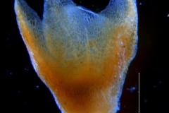 Cuscuta foetida var. pycnantha; calyx 3D