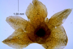 Cuscuta foetida var. pycnantha; calyx dissected