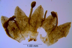Cuscuta deltoidea, corolla dissected