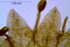 Cuscuta deltoidea, corolla lobes detail