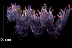 Cuscuta deltoidea, scales