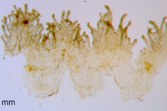 Cuscuta deltoidea, scales
