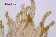Cuscuta deltoidea, scale fimbriae
