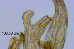 Cuscuta deltoidea, scale fimbriae with laticifers