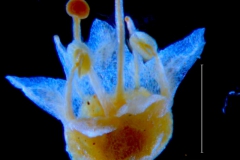 Cuscuta deltoidea, flower