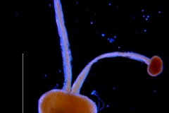 Cuscuta deltoidea, gynoecium
