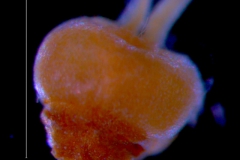Cuscuta deltoidea, ovary