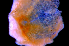 Cuscuta deltoidea, calyx 3D