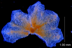 Cuscuta deltoidea, calyx dissected