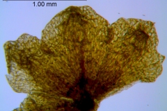 Cuscuta deltoidea, calyx dissected