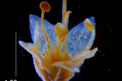 Cuscuta deltoidea, corolla 3D