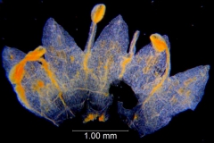 Cuscuta deltoidea, corolla dissected
