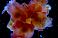 Cuscuta rubella, inflorescence fragment