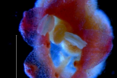 Cuscuta rubella, corolla 3D