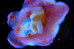 Cuscuta rubella, corolla 3D
