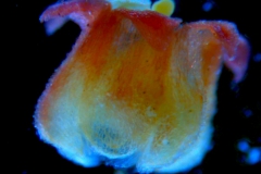 Cuscuta rubella, corolla 3D