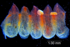 Cuscuta rubella, corolla dissected