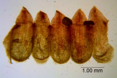 Cuscuta rubella, corolla dissected