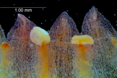 Cuscuta rubella, corolla lobes detail
