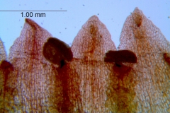 Cuscuta rubella, corolla lobes detail