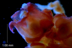 Cuscuta rubella, flower
