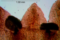 Cuscuta rubella, corolla lobes detail