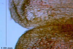Cuscuta rubella, corolla surface details