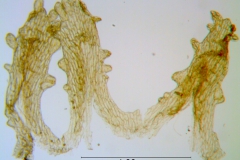 Cuscuta rubella, scales
