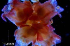Cuscuta rubella, inflorescence fragment