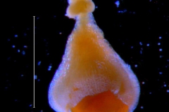 Cuscuta rubella, gynoecium