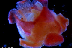 Cuscuta rubella, flower