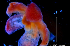 Cuscuta rubella, calyx 3D