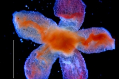 Cuscuta rubella, calyx dissected