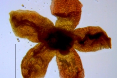 Cuscuta rubella, calyx dissected