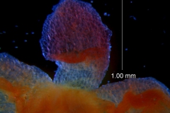 Cuscuta rubella, calyx lobe details