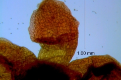 Cuscuta rubella, calyx lobe details
