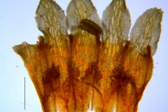 Cuscuta serrata, corolla dissected
