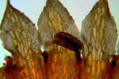 Cuscuta serrata, corolla lobes detail