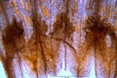 Cuscuta serrata, corolla and scales