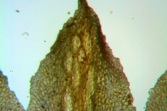 Cuscuta serrata, corolla lobe detail