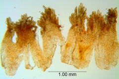 Cuscuta serrata, scales