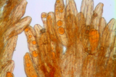 Cuscuta serrata, scale fimbriae