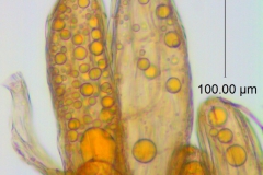 Cuscuta serrata, scale fimbriae