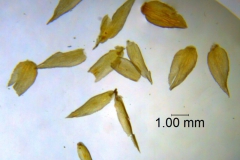 Cuscuta serrata, bracts