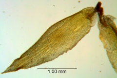 Cuscuta serrata, bract detail